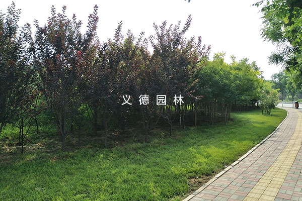 太平河西延绿化施工二标
