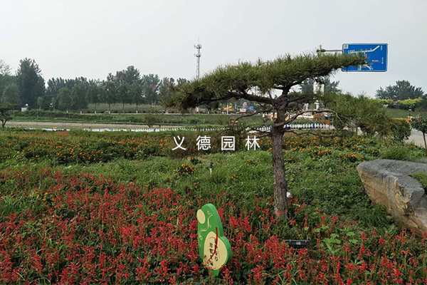 太平河西延绿化施工二期