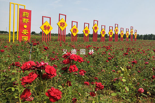 药用植物绿化及花海项目设计施工
