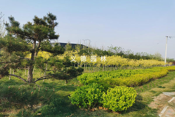 正定高新技术产业开发区邦秀路绿